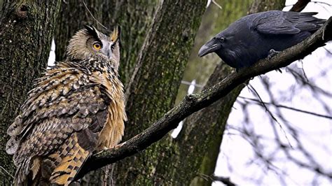 WABC CENTRAL PARK, Manhattan (WABC) -- Flaco, a Eurasian Eagle Owl, escaped from the Central Park Zoo in February. . Flacco the owl
